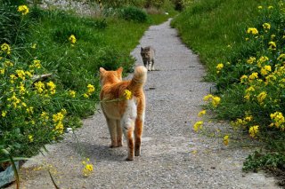 菜の花の小道で一触即発！ 道を譲るのはどっちの“たまたま”