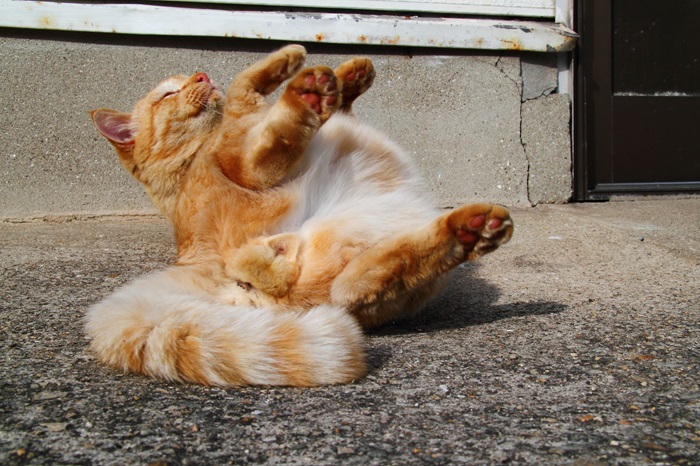 （写真:芳澤ルミ子）