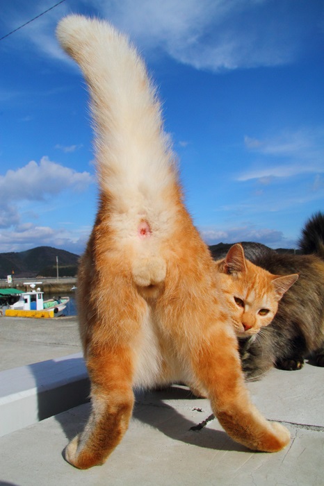 （写真:芳澤ルミ子）