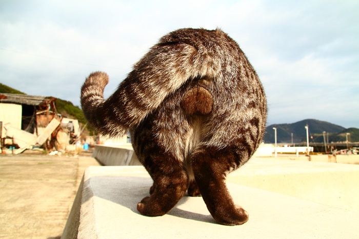 （写真:芳澤ルミ子）