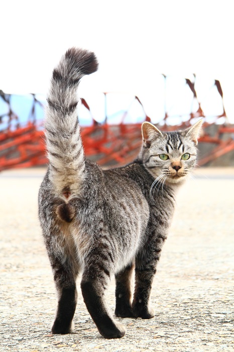 （写真:芳澤ルミ子）