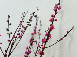 「桃」は最強の魔除けアイテム！食べてよし、飾ってよし。