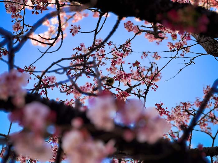 「初恋」に恋していた（写真:mirae.）