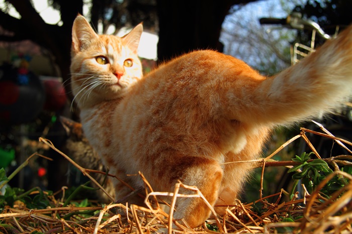（写真:芳澤ルミ子）