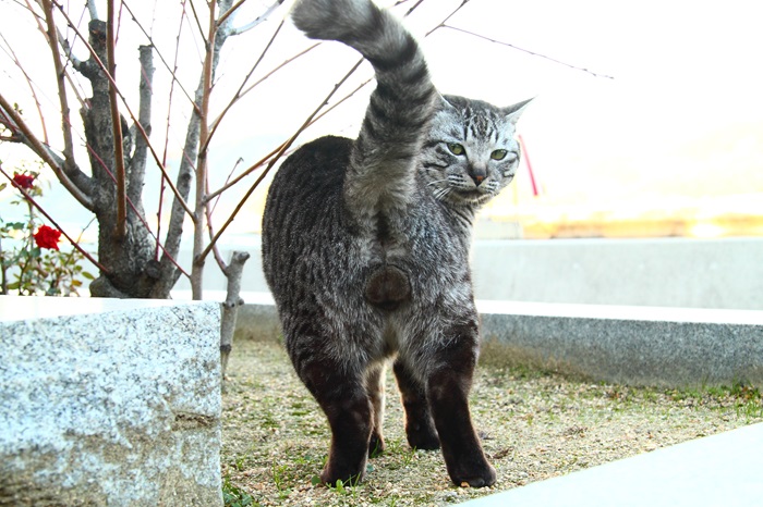 （写真:芳澤ルミ子）