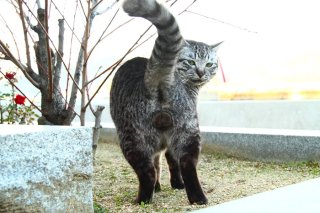 カメラマンの執念の1枚！ 完璧な見返りポーズの“たまたま”