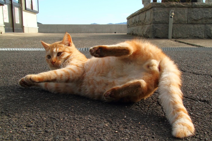 （写真:芳澤ルミ子）