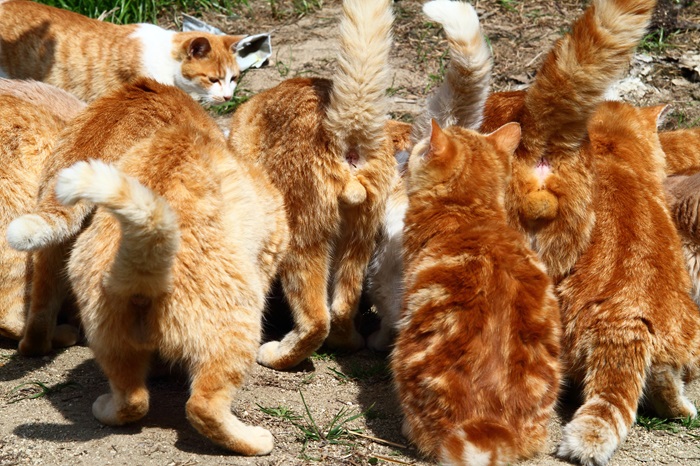 （写真:芳澤ルミ子）