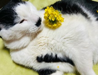 目からウロコ！白菜、大根、ブロッコリーも菜の花になるの？