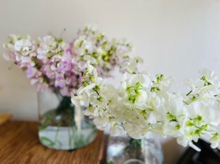 恋愛も金運も良縁GETするならこれ!強靭的に長生きするサマースイトピー