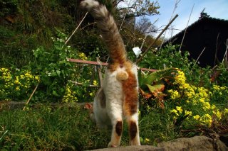 恋愛運は大吉にゃ♡ ご利益抜群な激レア三毛“たまたま”を激写!