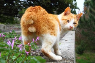 春のお花と記念撮影にゃ！ ウサギみたいなしっぽの“たまたま”