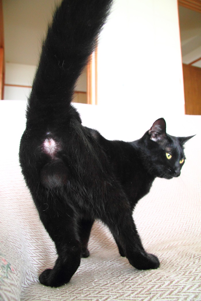 （写真:芳澤ルミ子）