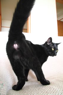 この勇姿もあとわずか…去勢手術予定“たまたま”を記念撮影！