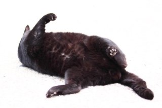 瞬き厳禁！ 春到来の歓びを表現する黒“たまたま”を見逃すな