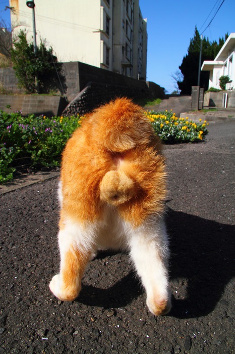 （写真:芳澤ルミ子）