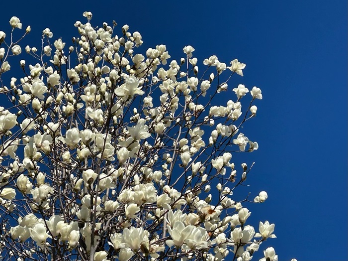 青空に向かって咲く白木蓮 ／無断転載禁止（C）コクハク