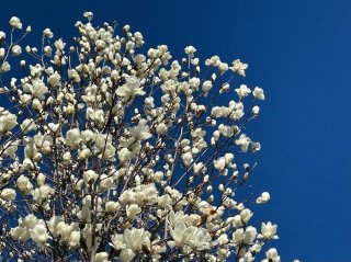 スタレビの名曲が聞きたい！仏教と深い関係のある「木蓮」とその仲間たち