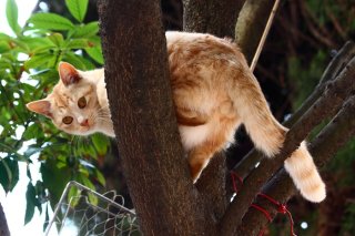 “たまたま”を下から見上げる背徳感…やんちゃ坊主も困り顔