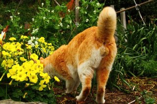 お花畑に2匹目の“たまたま”が♡ 今日の恋愛運はいかがかにゃ