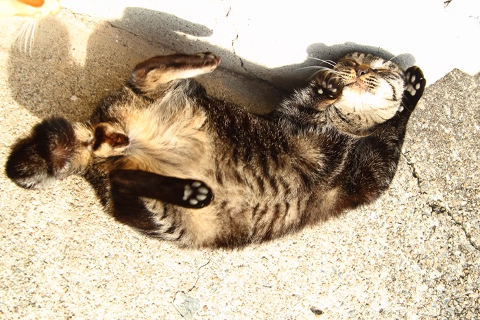 （写真:芳澤ルミ子）