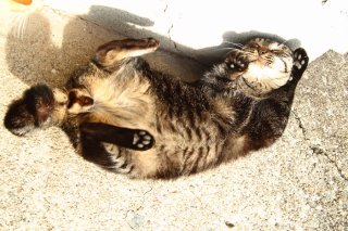 陽だまりでゴロゴロ♡ お日様パワーを吸収する“たまたま”君