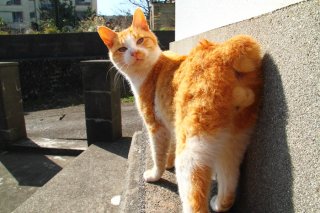 甘えっこ“たまたま”の「マズル、シッポ、にゃんたま」3点セット♪