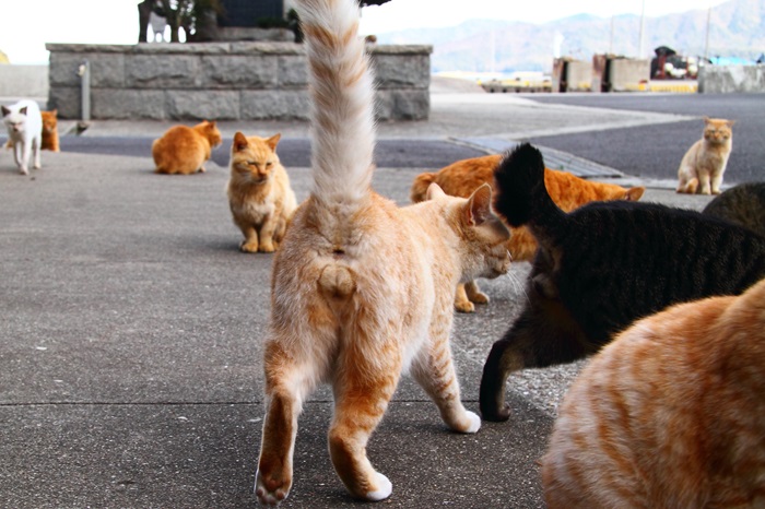 （写真:芳澤ルミ子）