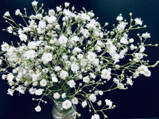 “刺身のツマ”じゃございません！ 存在感爆上がりの「かすみ草」最新事情