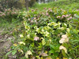 「クリスマスローズ」で究極のほっぽらかし園芸！怠け者でも花いっぱい♡
