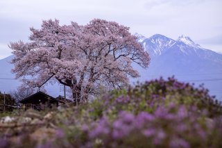 早咲きも遅咲きも