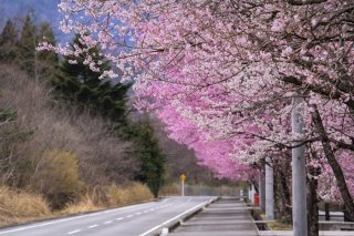 春が覆いかぶる道