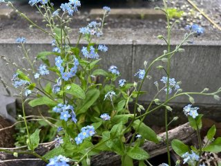 勝手に咲いた花のほうが元気が良い ／無断転載禁止（C）コクハク