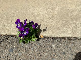 なぜか毎年咲くど根性ビオラ ／無断転載禁止（C）コクハク