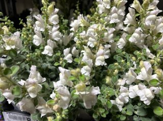 「この恋に気付いて」なリナリア ／無断転載禁止（C）コクハク