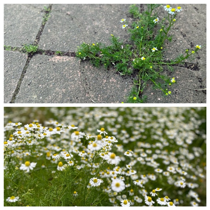 石の隙間からでも咲いている… ／無断転載禁止（C）コクハク