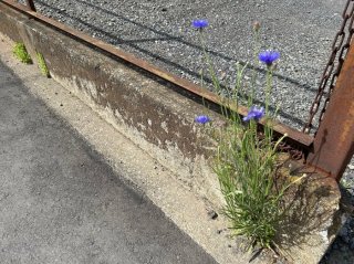 ど根性な矢車草 ／無断転載禁止（C）コクハク