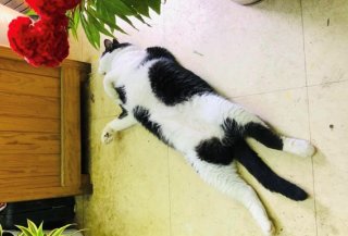 真っ赤なケイトウもこぼれた種でめちゃくちゃ増えるで〜　byさぶ店長 ／無断転載禁止（C）コクハク