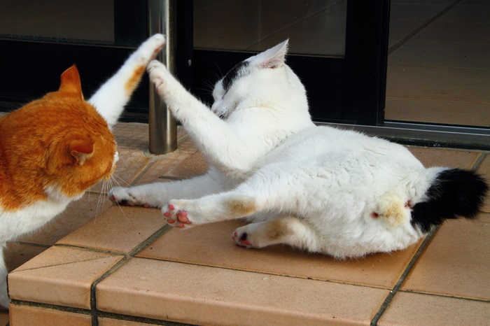 （写真:芳澤ルミ子）