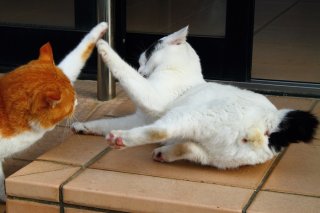 ニャツメ先生、再び！ 突然の猫パンチを防ぐ“たまたま”をパチリ