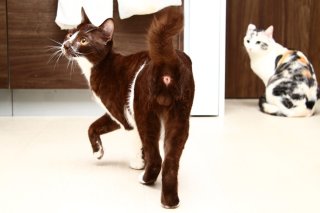 モデルになる運命にゃ♡ 「黒一点」のヒロイン系“たまたま”君