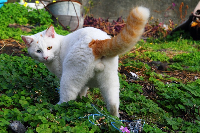 （写真:芳澤ルミ子）