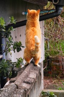 撮らにゃいでよー！ 逃亡の瞬間に念願の“たまたま”とご対面