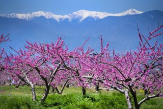 南アルプスのコントラスト【春】