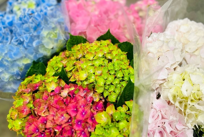市場はハイドランジアがいっぱい！ ／無断転載禁止（C）コクハク