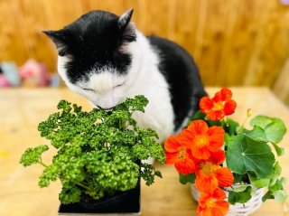 リボベジ人気！ペットボトル1本で隙間ガーデニング、初心者にオススメは