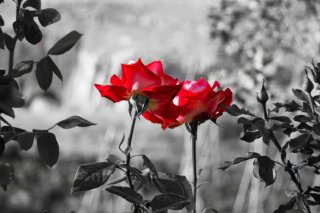 元彼との復縁、前兆あり。リアルでもXでも「おすすめ」されたら…