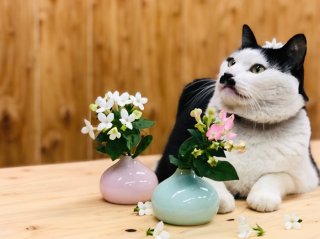 花の値段も上がる一方だが、買いに来る女は必ずしもお金持ちとは限らない