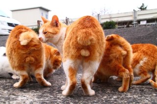 長崎県の池島に上陸！ お土産に夢中な“たまたま”をこっそり激写