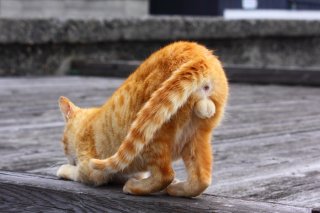 まさに鈴カステラ! 爪とぎ中に立派な“たまたま”がポロリ♡